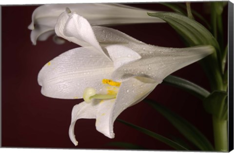 Framed White Lily On Red Print