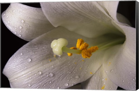 Framed White Lily Closeup Print