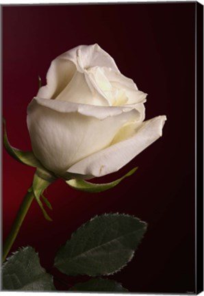 Framed White Rose On Red Print