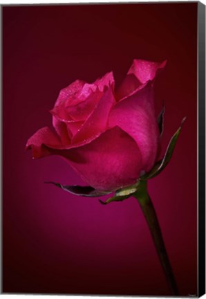 Framed Red Rose On Red Glow Print