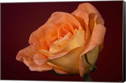 Framed Orang Rose On Red Glow Closeup Print