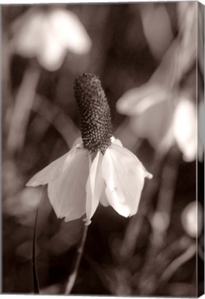 Framed White Flower Bloom Black And White II Print