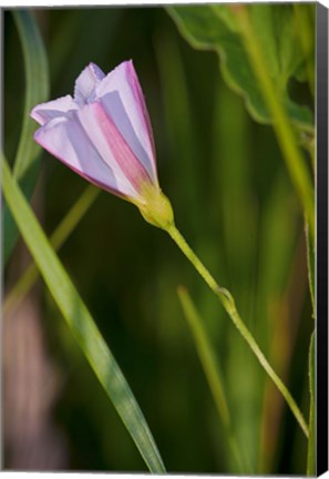 Framed Pink And Purple Flower Print