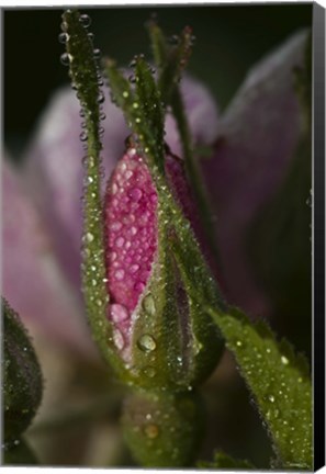 Framed Pink Flower Bud And Dew Print