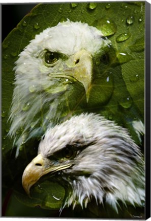 Framed American Bald Eagle III Print