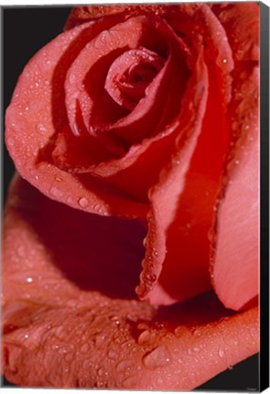 Framed Rose Red II Print