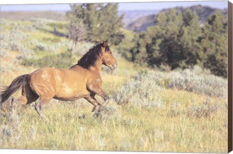 Framed Wild Horses 1 Print