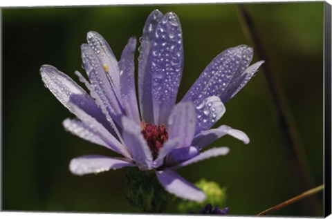 Framed Purple Flower With Magenta Center Print