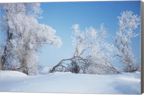 Framed Snow Terrain Trees Print
