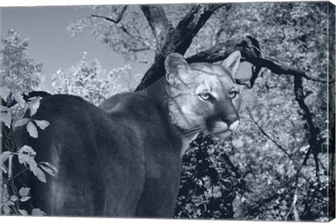 Framed Morning Shadows Print