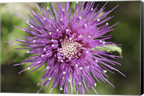 Framed Purple Bloom Closeup Print