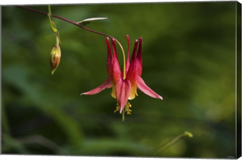 Framed North Shore Red Flower And Branch Print