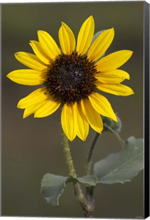 Framed Sunflower On Stem Print