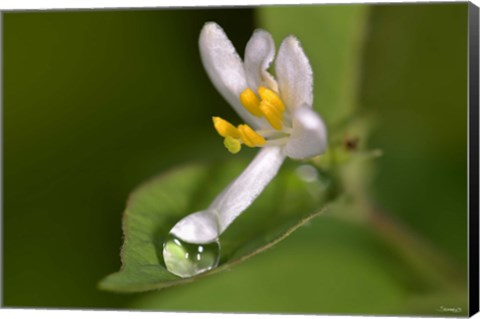 Framed Silver Flower And Raindrop Print