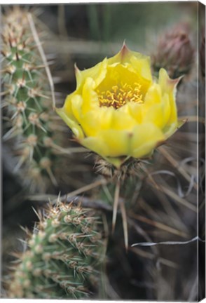 Framed Theodore Roosevelt National Park Flower 64 Print