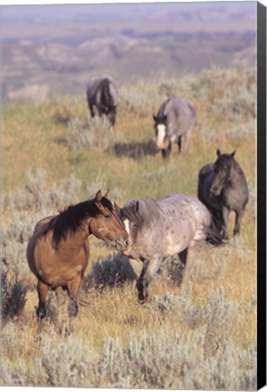 Framed Wild Horses13 Print
