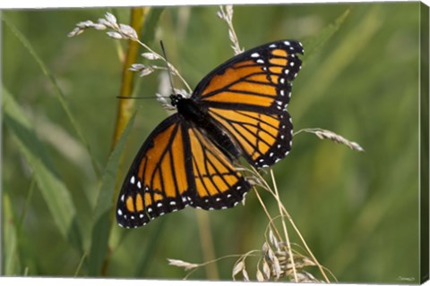 Framed Orange And Black Butterfly In Greenery Print