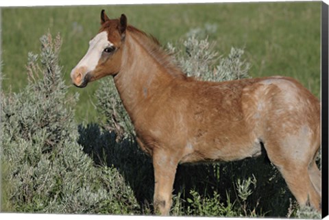 Framed Wildhorses 4 Print
