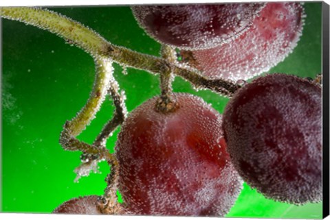 Framed Grapes Covered With Water Drops Print