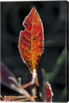 Framed Red Fall Leaf Closeup Print