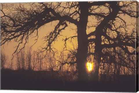 Framed Sunset And Tree Silhouettes III Print