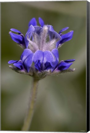 Framed Blue Flower On Stem Print