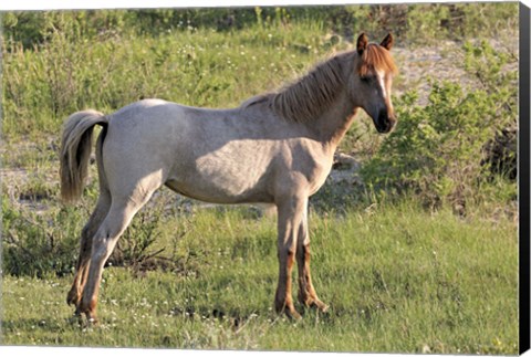 Framed Wildhorses 15 Print