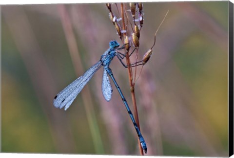 Framed Blue Dragonfly On Stem Print