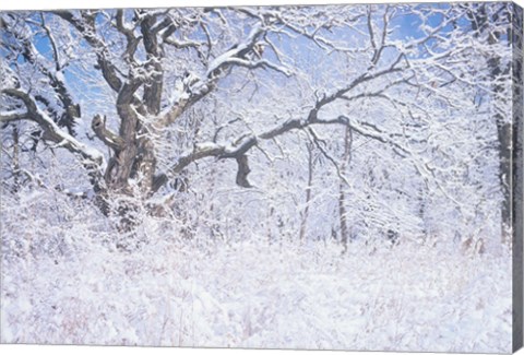 Framed Snow Terrain Tree IV Print