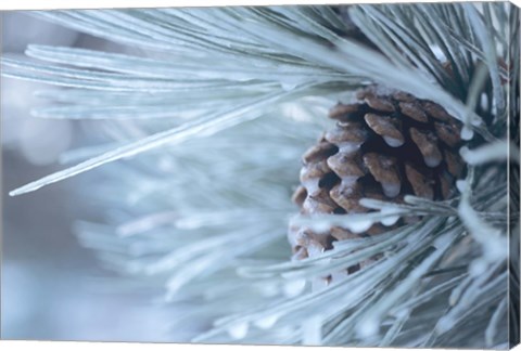 Framed Frosted Pine Cone And Pine Needles IV Print