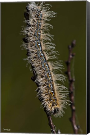 Framed Blue Caterpillar On Branch Print