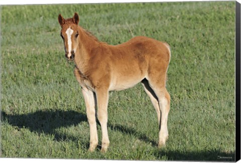 Framed Wildhorses 9 Print
