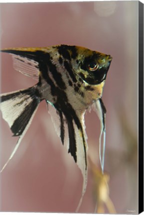 Framed Angel Fish IX Print