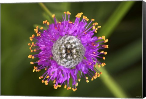 Framed Yellow And Purple Flower With Fibrous Center Print
