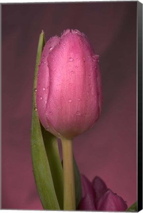 Framed Pink Tulip And Stem Print