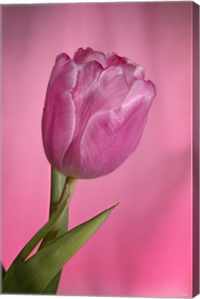 Framed Pink Tulip On Pink Print