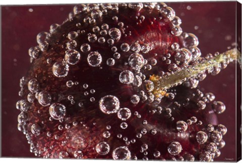 Framed Marroon Fruit Closeup With Raindrops II Print