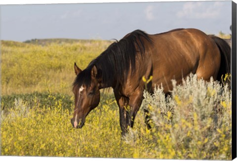 Framed Horse Grazing In Yellow And White Field Print