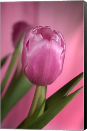 Framed Pink Tulip And Stem On Pink Print