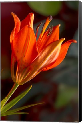 Framed Yellow Sunflower Petals Closeup Print