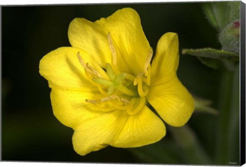 Framed Yellow Flower Closeup Print