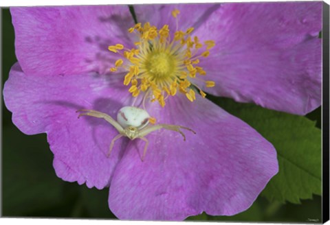 Framed North Shore Insect On Pink Flower Print