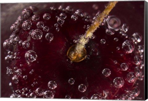 Framed Marroon Fruit Closeup With Raindrops I Print