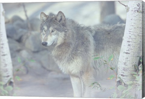 Framed Wolf In The Mist Print