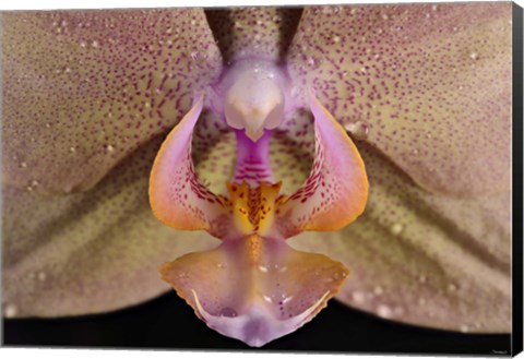 Framed Pink And Yellow Spotted Flower Print