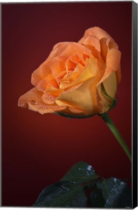 Framed Orang Rose On Red Glow Print