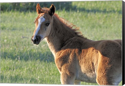 Framed Wildhorses 5 Print
