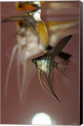 Framed Angel Fish VI Print