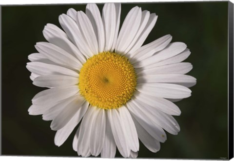 Framed North Shore White Gerber Daisy Print