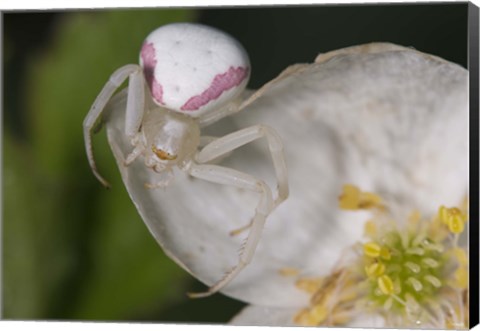 Framed White Insect On White Flower Print